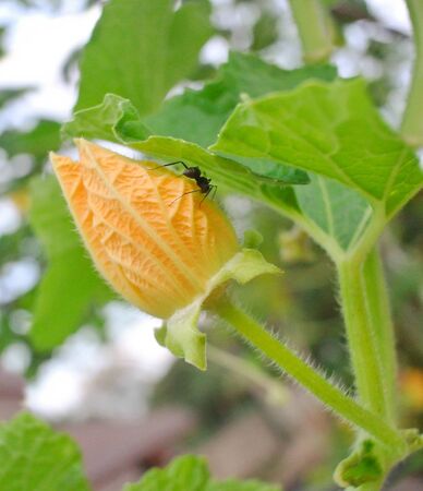 Herbivorous insects in farm .PROBLEM WITH PESTS in the garden.folwer with insect.Agricultural pests...