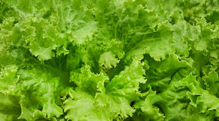 fresh green lettuce salad leaves in garden. green vegetable for health food.