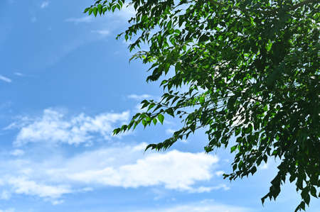 beautiful leaves on a calm day in the bule sky view.