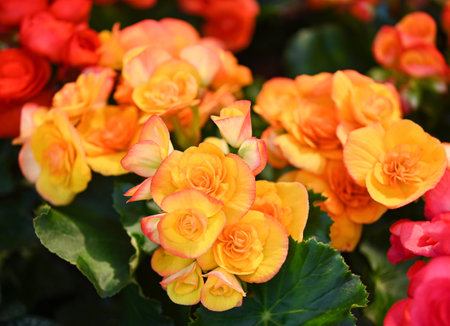 Pattern of beautiful natural yellow and orange begonia flowers texture full blooming in flower garden for background .の写真素材