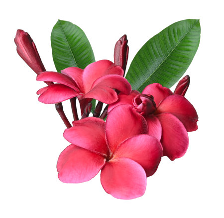Plumeria, frangipani flowers ;red hawai flower isolated on transparent.の写真素材