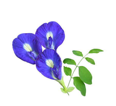 Fresh purple pea flowers isolated  on white back ground.の写真素材