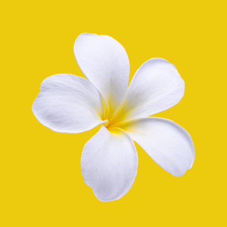 Plumeria, frangipani flowers ;hawai flower isolated on  yellow background.の写真素材