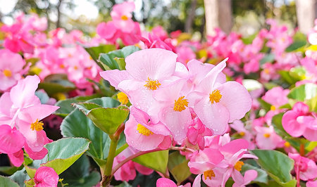 Beautiful  and fresh pink begonia flower in a garden.の写真素材