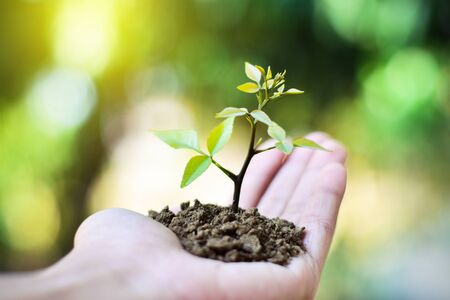 Small trees grow in the soil, and held in the hand.