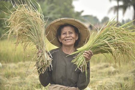 farmer Thailandの写真素材