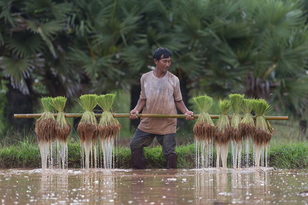 Farmers grow rice in the rainyの写真素材