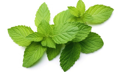 Fresh spearmint leaves isolated on the white background. macro lens realistic lightingの素材