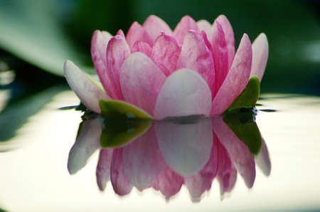 floating lotus flowerの素材