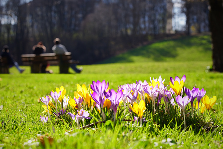 yellow and purple crocuses growing on the ground in early spring.の写真素材