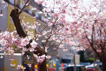 cherryblossoms in munich near the alpsの写真素材