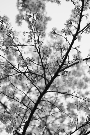 cherryblossoms iin munich near the alpsの写真素材