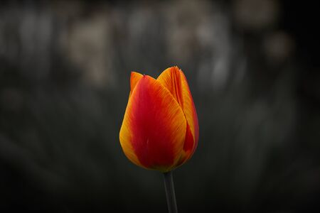 Red Orange Yellow Tulips flower shot from below close up with tulip background pattern