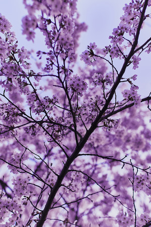 cherryblossoms iin munich near the alpsの写真素材