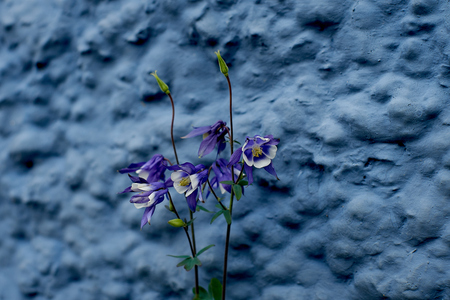 Wild Colorado Blue Columbine with Old wall Backgroundの写真素材