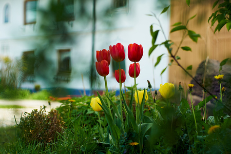 Group of red tulips in front of an old bavarian farm house, spring landscape.の写真素材