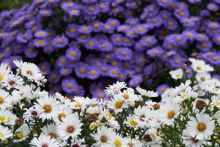 blue and white flowers in the english garden in munichの写真素材