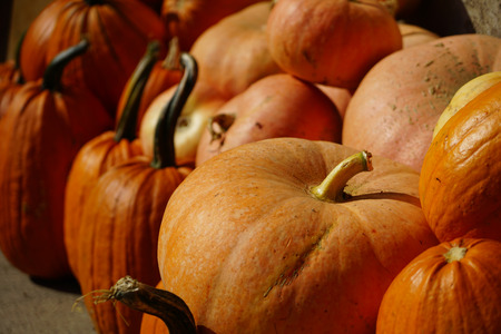 Harvested orange pumpkins at a local farm in bavariaの写真素材