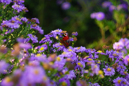 Butterfly on a violet flower in our gardenの写真素材