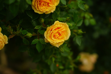 yellow rose in the dark in our gardenの写真素材