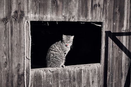 cat basking in the sun in a Windowの写真素材