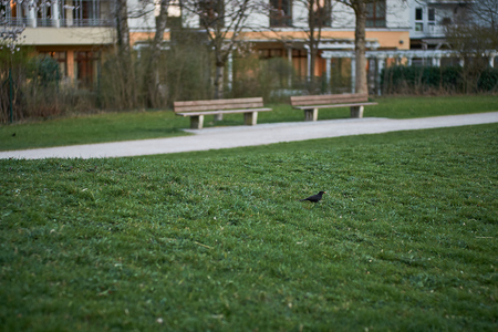 blackbird on grass in munich germanyの写真素材