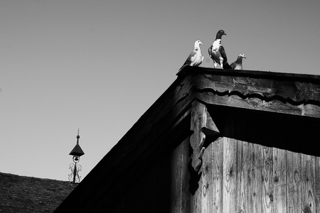 Pigeon or dove on roofs on a wooden farm house in bavariaの写真素材