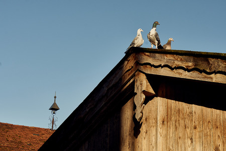 Pigeon or dove on roofs on a wooden farm house in bavariaの写真素材