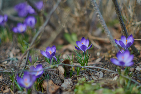 Crocusses in a park in the middle of munichの写真素材