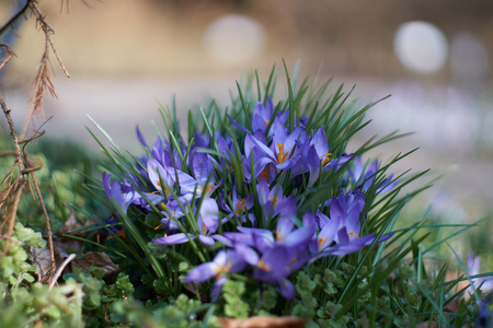 Crocusses in a park in the middle of munichの写真素材