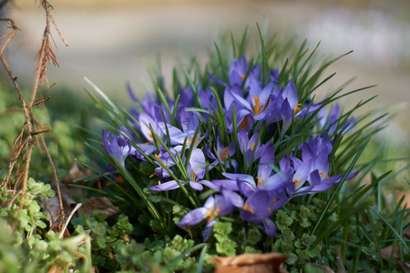 Crocusses in a park in the middle of munichの写真素材