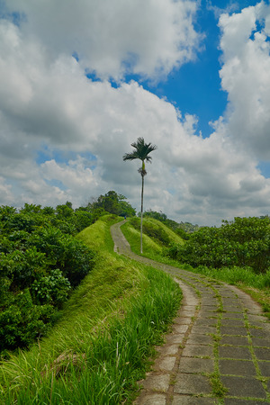 Campuhan Ridge Walk , Scenic Green Valley in Ubud Bali on a hot summerdayの写真素材