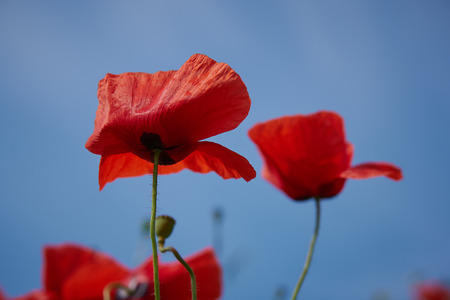 Red poppy flowers. Poppy flowers and blue sky in a field with bees and bumblebeesの写真素材
