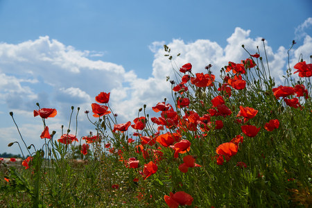Red poppy flowers. Poppy flowers and blue sky in a field with bees and bumblebeesの写真素材