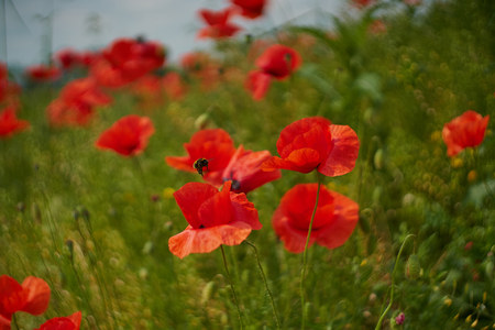 Red poppy flowers. Poppy flowers and blue sky in a field with bees and bumblebeesの写真素材