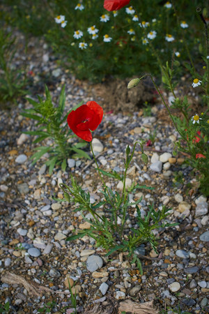 Red poppy flowers. Poppy flowers and blue sky in a field with bees and bumblebeesの写真素材