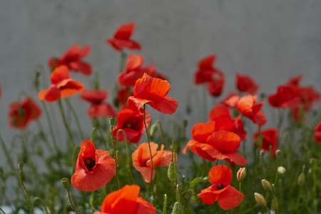 Red poppy flowers. Poppy flowers and blue sky in a field with bees and bumblebeesの写真素材