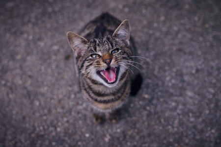 my cat yelling for her food