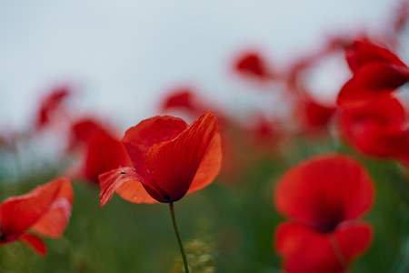 Red poppy flowers. Poppy flowers and blue sky in a field with bees and bumblebeesの写真素材