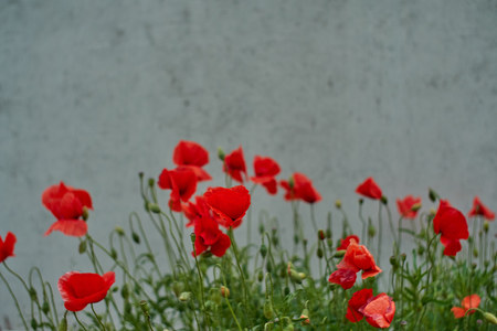 Red poppy flowers. Poppy flowers and blue sky in a field with bees and bumblebeesの写真素材