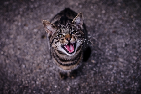 I want something to eat. my cat yelling for her foodの写真素材