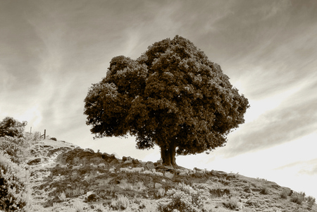 Under the Old Oak Treeの写真素材