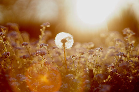 Dandelion close-up at sunset in bavaria near munichの写真素材