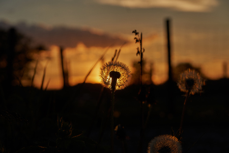Dandelion close-up at sunset in bavaria near munichの写真素材