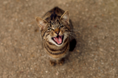 I want something to eat. my cat yelling for her foodの写真素材