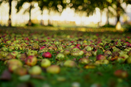 Autumn apples on the ground in autumn in a garden with fallen apples in yellow colors in the fallの写真素材