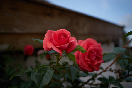 Pink rose in the garden in bavariaの写真素材