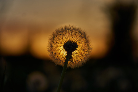 Dandelion silhouette against sunset with seeds blowing in the wind in bavaria near munichの写真素材