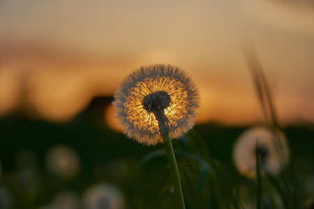 Dandelion silhouette against sunset with seeds blowing in the wind in bavaria near munichの写真素材