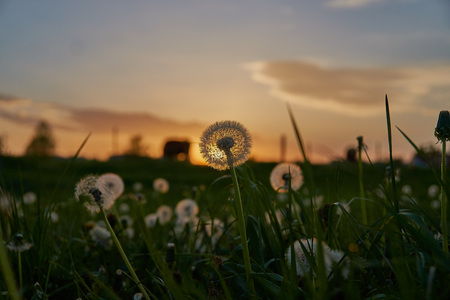 Dandelion silhouette against sunset with seeds blowing in the wind in bavaria with a cow in the backgroundの写真素材
